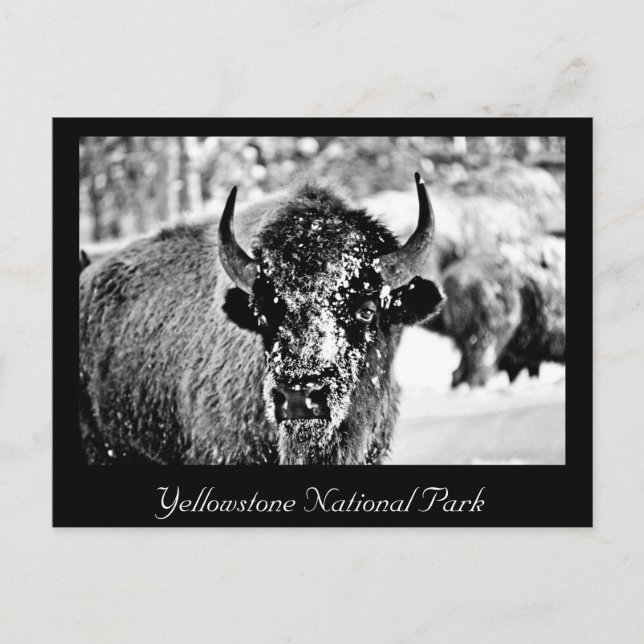 Postal Frosty Yellowstone Bison (Anverso)