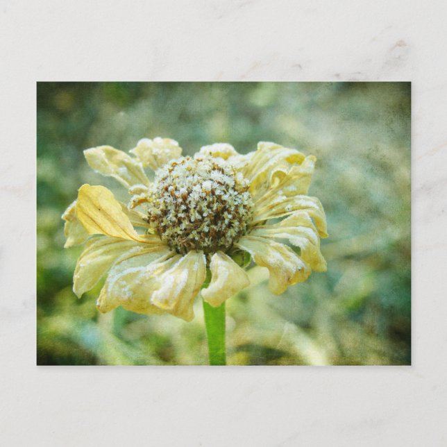 Postal Frosty Zinna (Anverso)