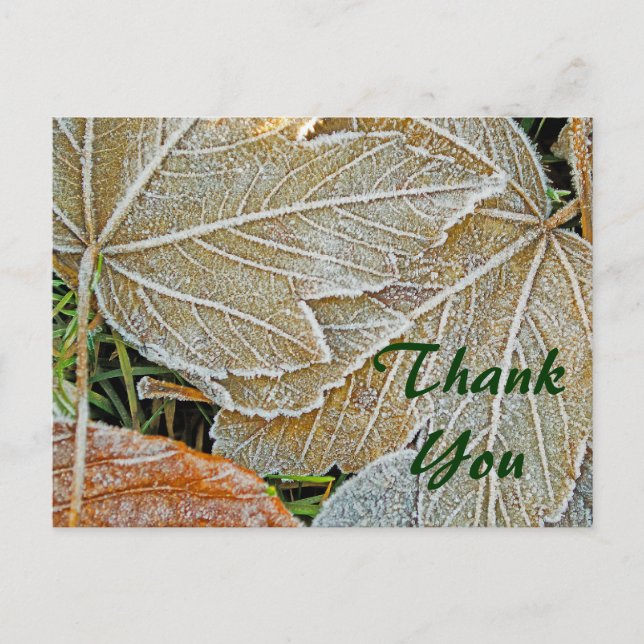 Postal Frozen Maple Gracias Postcard (Anverso)