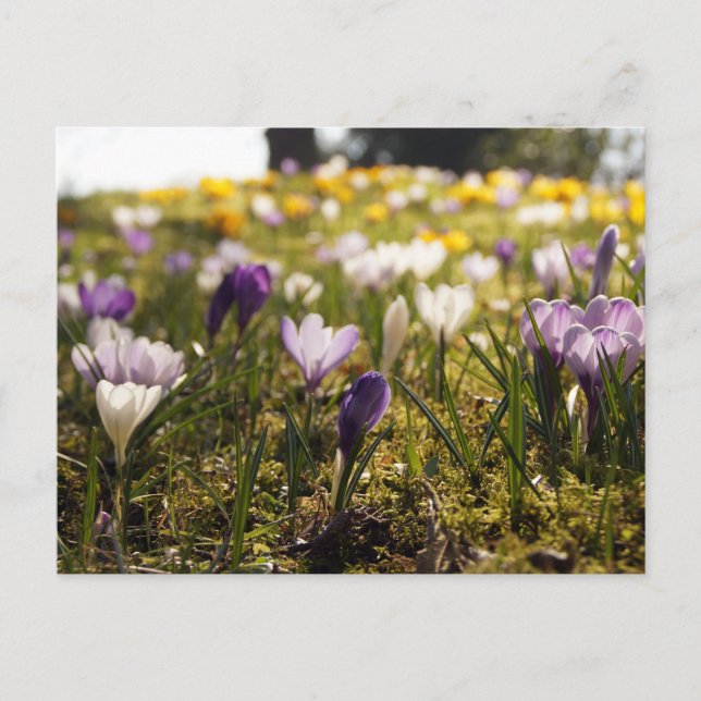 Postal Frühlings Wiese mit Krokus im Gegenlicht (Anverso)