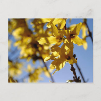 Postal Frühlingsbote