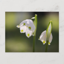 Postal Frühlingsboten bringen Glück en den Briefkasten