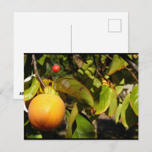 Postal Fruta de Caqui en el Árbol