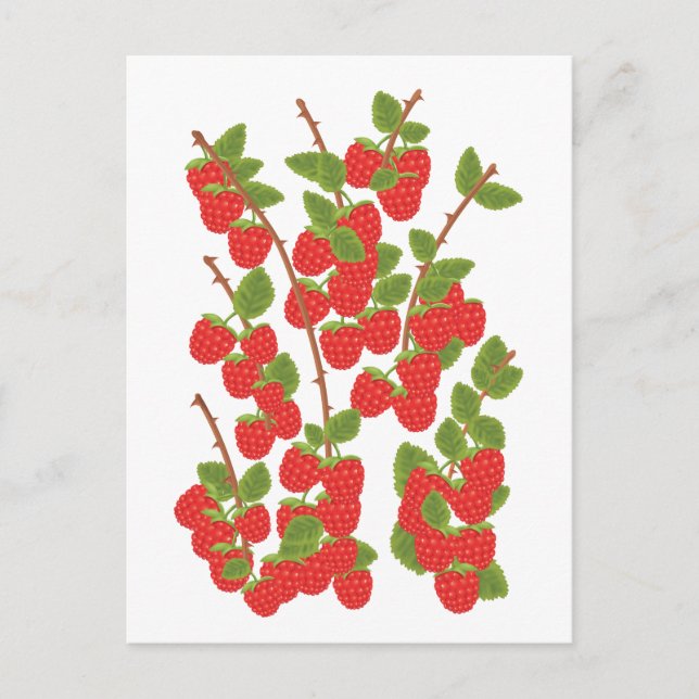 Postal Fruta de frambuesa (Anverso)