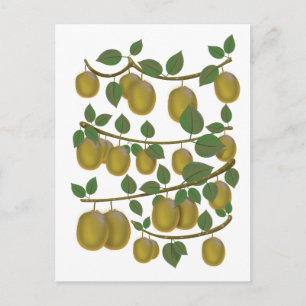 Postal Fruta de kiwi