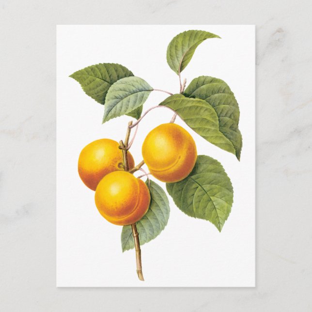 Postal Fruta de la comida de la cosecha, Apricot Peach by (Anverso)