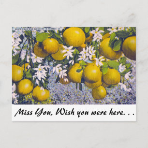 Postal Fruta de la uva y florecimiento en Florida