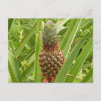 Fruta tropical de la piña silvestre en la naturale