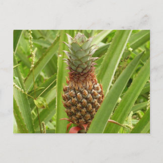 Postal Fruta tropical de la piña silvestre en la naturale