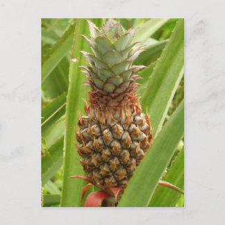 Postal Fruta tropical de la piña silvestre en la naturale