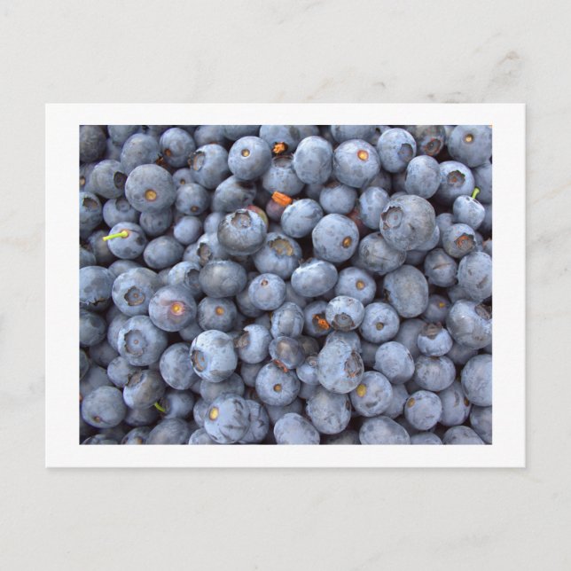 Postal frutales de arándano, foto tomada en una granja de (Anverso)