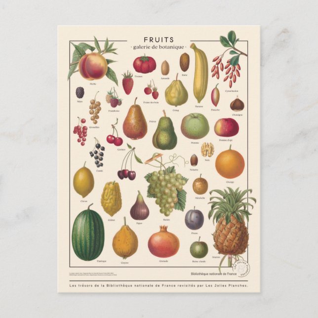Postal Frutas de ilustracion (Anverso)
