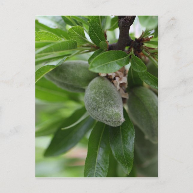 Postal Frutas verdes de un almendro (Anverso)