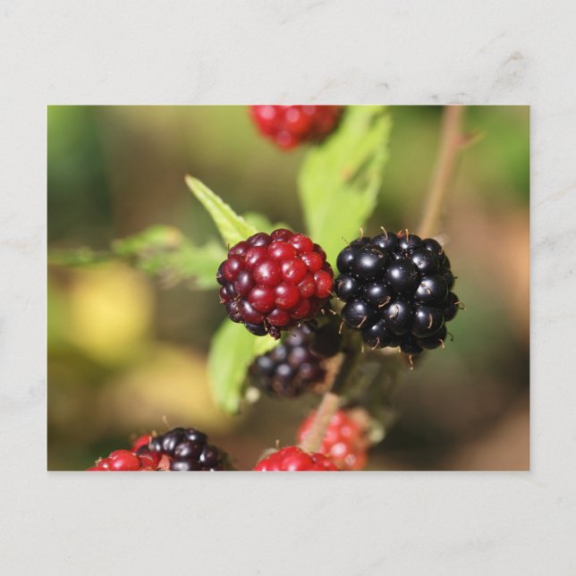 Postal Frutos de moras negras y rojas. (Anverso)
