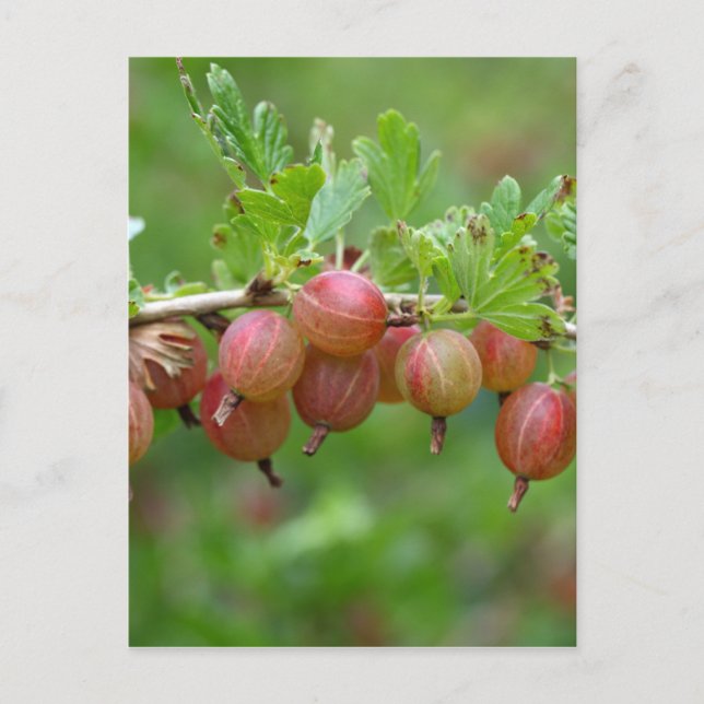Postal Frutos de una gooseberry (Anverso)