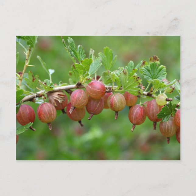 Postal Frutos de una gooseberry (Anverso)