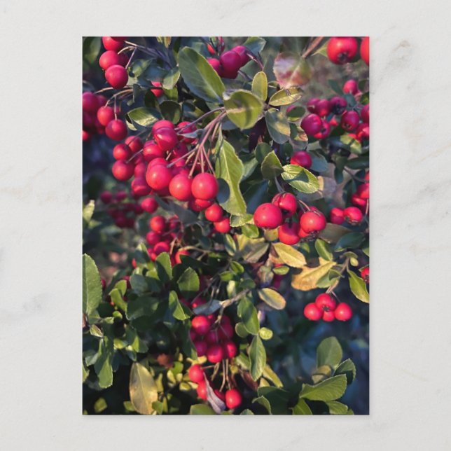 Postal Frutos del otoño (Anverso)