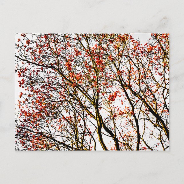 Postal Frutos romanos rojos o bayas de ceniza (Anverso)