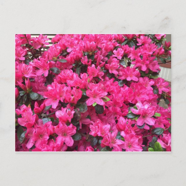 Postal fuchsia azaleas rhododendron (Anverso)