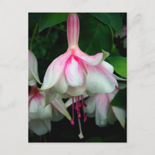 Postal Fuchsia Devonshire Dumpling