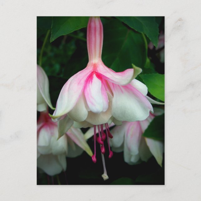 Postal Fuchsia Devonshire Dumpling (Anverso)