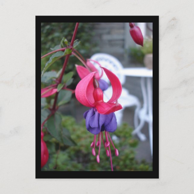 Postal Fuchsia en Ambleside [Postal] (Anverso)