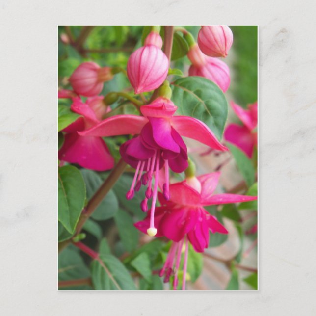Postal Fuchsia Paula Jane (Anverso)