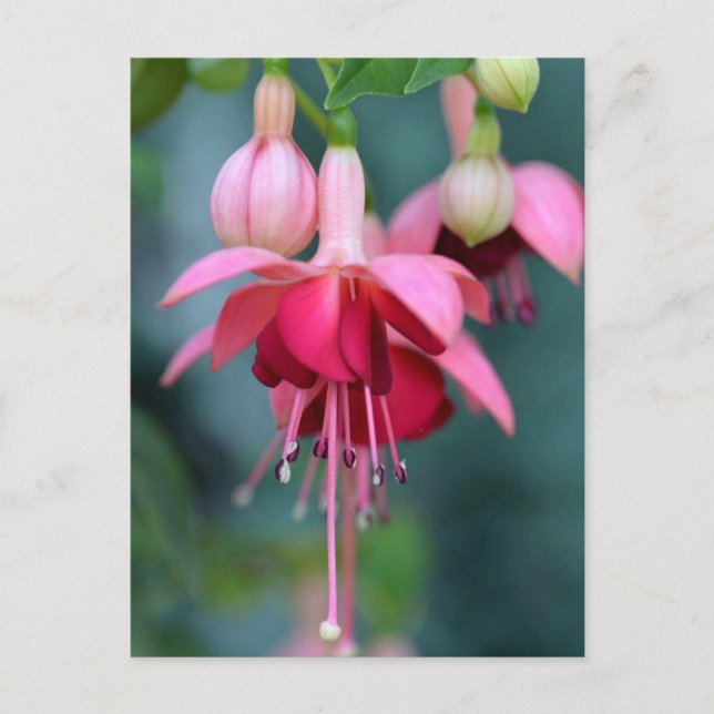 Postal Fuchsias (Anverso)