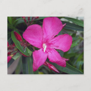 Postal Fucshia Oleander Photo