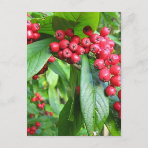 Postal Fuego De Scarlet En El Parque De Los Jardines Del 