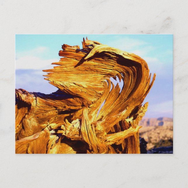 Postal Fuego en el Monte (Anverso)