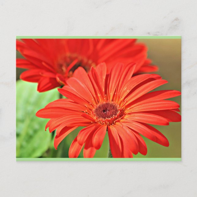 Postal Fuego Red Gerbera Daisy, flor colorida (Anverso)