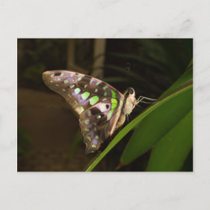 Postal Fuera de la oscuridad - Mariposa sentada en la hoj