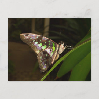 Postal Fuera de la oscuridad - Mariposa sentada en la hoj