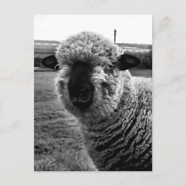 Postal Fuera de la vista M-a-a-n (Anverso)