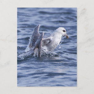 Postal fulmar del norte
