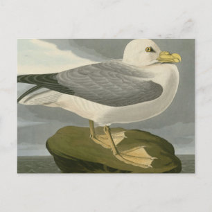 Postal Fulmar Petrel
