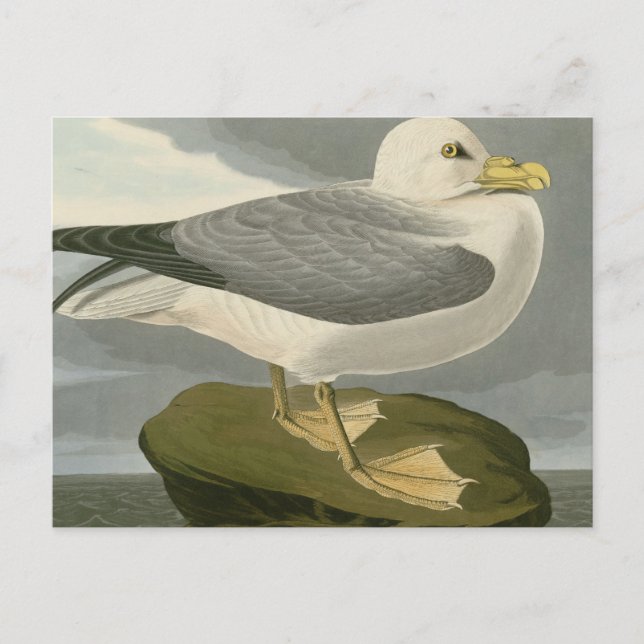 Postal Fulmar Petrel (Anverso)