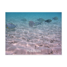 Fun Maldives Coral Fish White Sand Lagoon