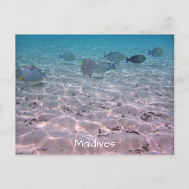 Postal Fun Maldives Coral Fish White Sand Lagoon (Anverso)