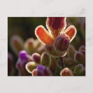 Postal Funda De Flor Suculenta De Color Luminoso Con Bord
