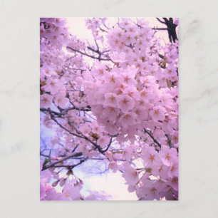 Postal Funda de teléfono de flor de cerezo rosa Sakura