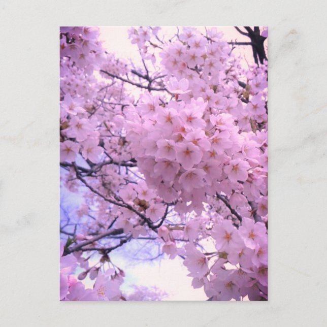 Postal Funda de teléfono de flor de cerezo rosa Sakura (Anverso)