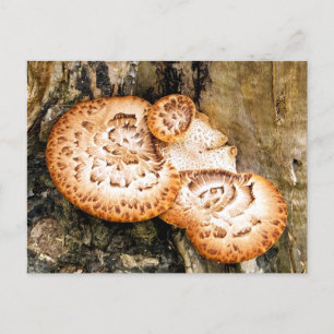 POSTAL FUNGI