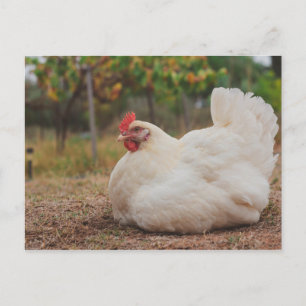 Postal Funky Chicken Hen Hy Line Silver Brown