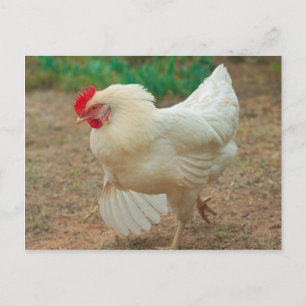 Postal Funky Chicken Hen Hy Line Silver Brown