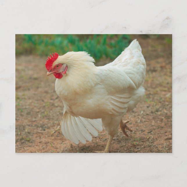 Postal Funky Chicken Hen Hy Line Silver Brown (Anverso)
