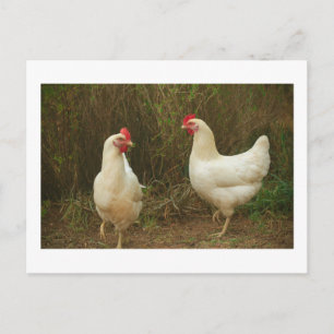 Postal Funky Chicken Hen Hy Line Silver Brown