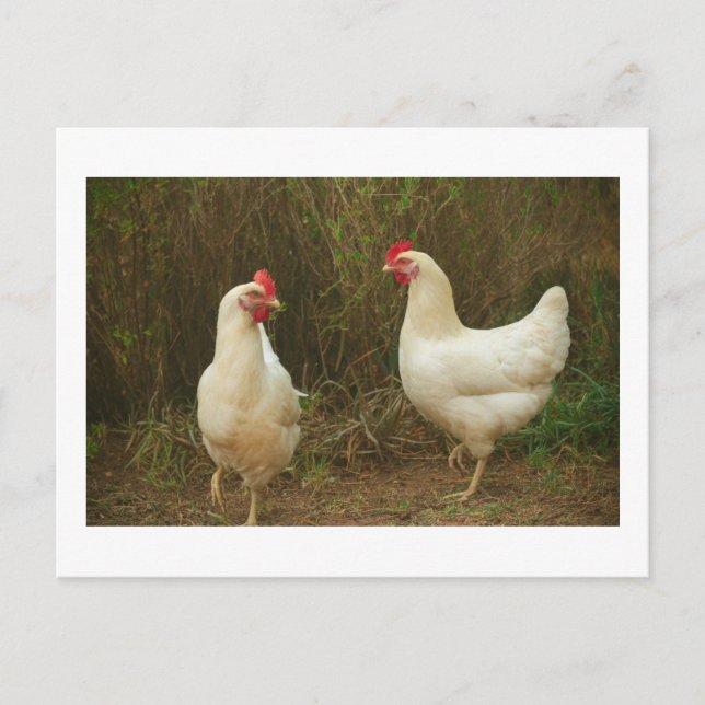 Postal Funky Chicken Hen Hy Line Silver Brown (Anverso)