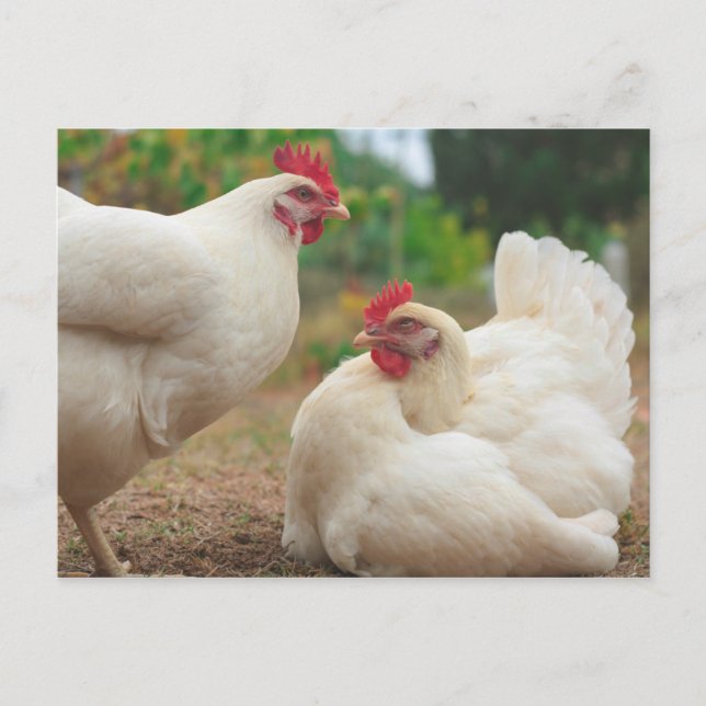 Postal Funky Chicken Hen Hy Line Silver Brown (Anverso)
